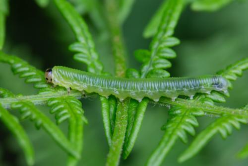 Réf. 297 738 : Strongylogaster sp.